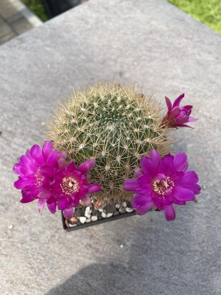 Neoporteria subgibbosa
